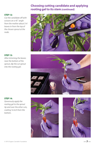 image: Cultivating Wisdom: How To Make Cannabis Cuttings Choosing Cutting Candidate