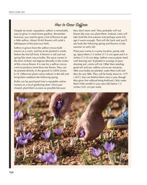 image: Spice for Life How To Grow Saffron