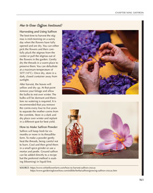 image: Spice for Life How To Grow Saffron