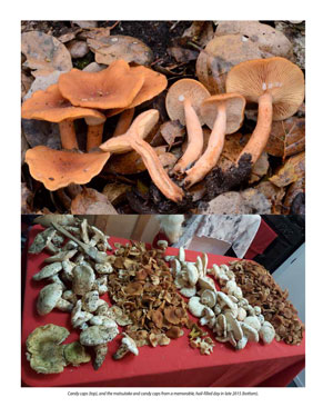 image: The Mushroom Hunter's Kitchen Mushroom Bonanza!