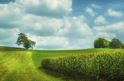 Summer sunshine and puffy clouds over a Wisconsin cornfield.