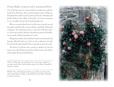Elemental Ireland: Earth, Air, Fire, & Water Wild Irish Roses in Moycullen